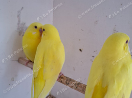 4 beautiful baby budgies