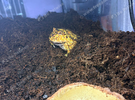 Year old  albino Pac-Man from