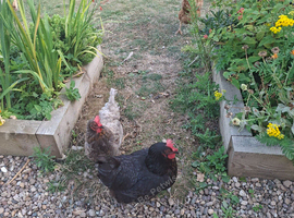 5 hens for rehoming