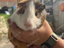 Guinea pigs looking for forever homes &pound;10
