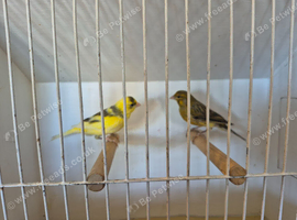 Young canaries available.