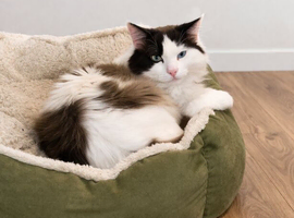 Bicolour ragdoll boy