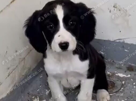 Spaniel puppies