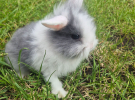 2 babies bunnies left