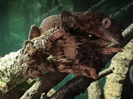 Mossy gecko and setup