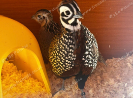 Mearns / Montazuma quail eggs