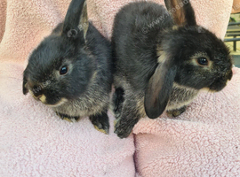 Beautiful baby Lops