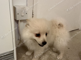 male baby Pomeranian