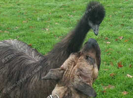 Young emus, born March 2025