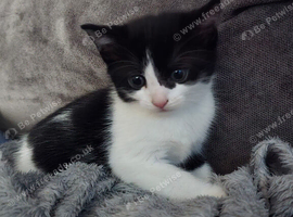 Kittens male and female