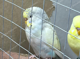 Budgies for sale