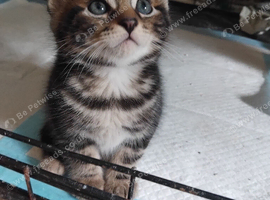 Adorable kittens ready soon