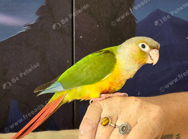 Hand reared tame pineapple gcc (2)