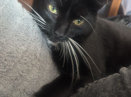 Male cat 2 years old