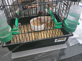 Zebra finches
