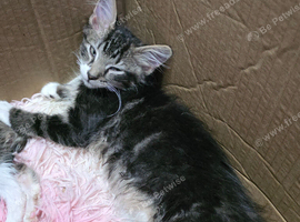 Lynx Ragdoll x Kittens 10 weeks old Ready for their forever homes!