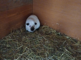 Himalayan guinea pig sows