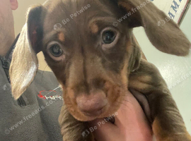 Female Mini Dachshund pups for sale soon