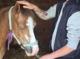 Companion pony