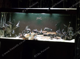 Frontosa Cichlids