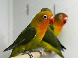 Love birds