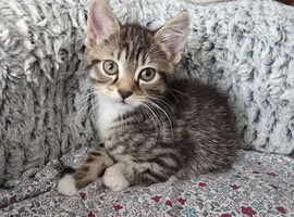 Lovely kittens
