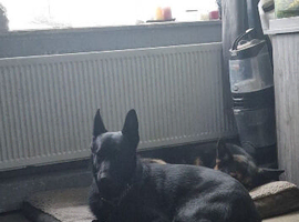 Lovely back German shepherd