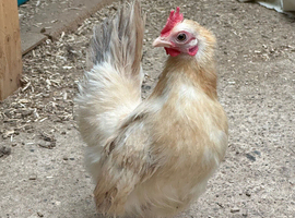 Serama silkie hens