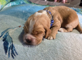5 Beautiful boy Cocker spaniels