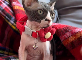 Beautiful Sphynx Kittens&ndash;1Girl & 1Boy Available