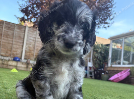 Stunning F2b Cockapoo puppies