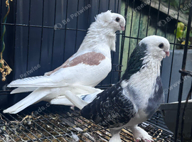 5 pigeons for sale