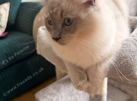 GCCF ACTIVE ragdoll male