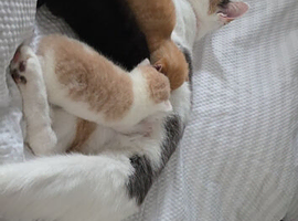 Maine coon x kittens