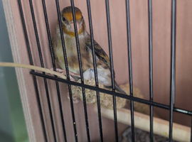 Goldfinch mule