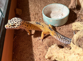 Male Lepord gecko