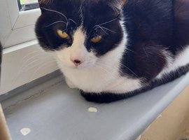 Beautiful Black and White male