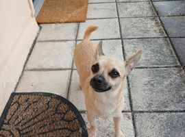3 year old male chihuahua