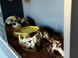 Ball Python