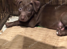 Beautiful Bundle of Staffy Boys