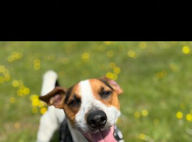 Beautiful boy jack russle!STUD!