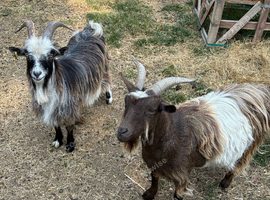 3 Pygmy Goats