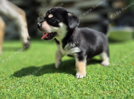 Chihuahua x jack