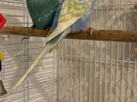 Pair of Rainbow budgies