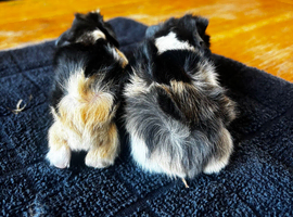 Beautiful boy +more ready 2 reserve