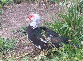 Female Muscovy