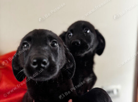 Lab x pups