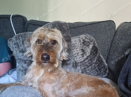 Loving Lurcher for sale