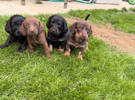Doxipoo puppies