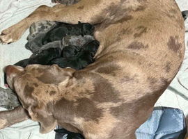 Cane corso x pups